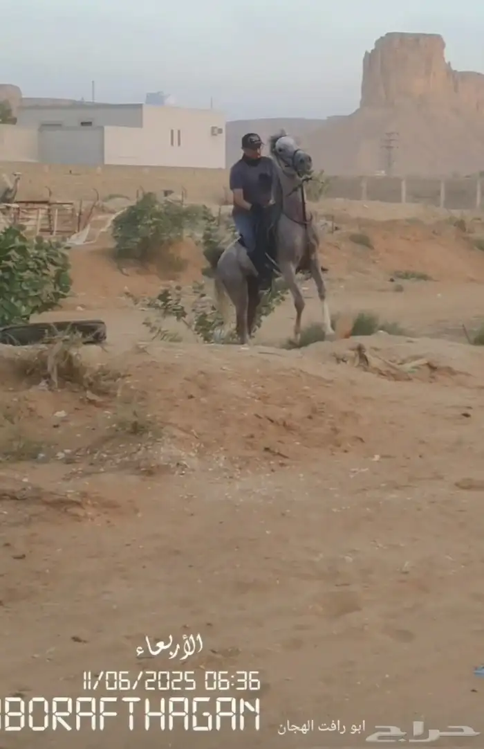 تعليم_الفروسية 2