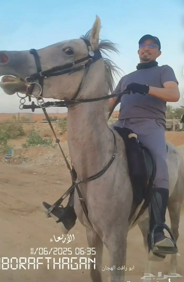 تعليم_الفروسية 0