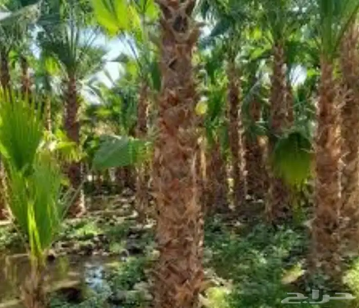 تنسيق حدائق قص اشجار تكريب وترتيب نخيل 2