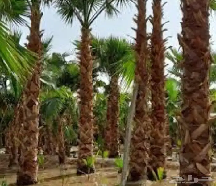 تنسيق حدائق قص اشجار تكريب وترتيب نخيل 1