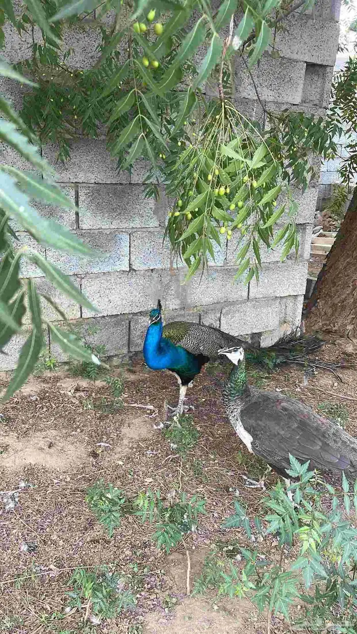 جوز طاووس منتج 6