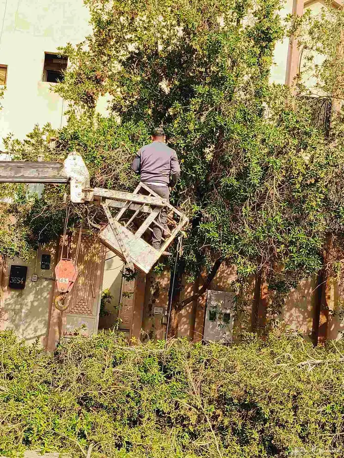 تنسيق حدائق قص اشجار تكريب وترتيب نخيل 7