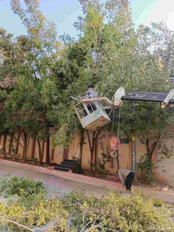 تنسيق حدائق قص اشجار تكريب وترتيب نخيل 8