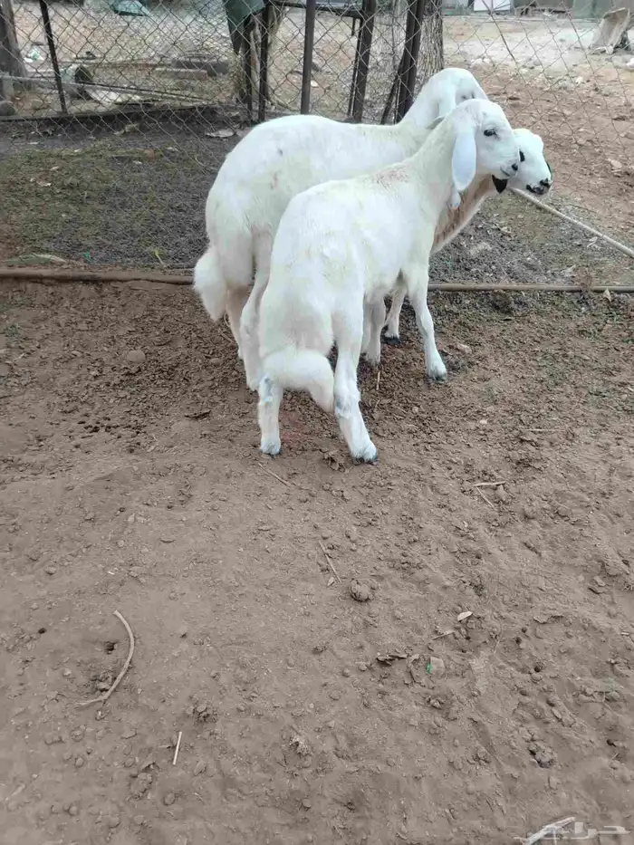 تم البيع خارج الحراج 0