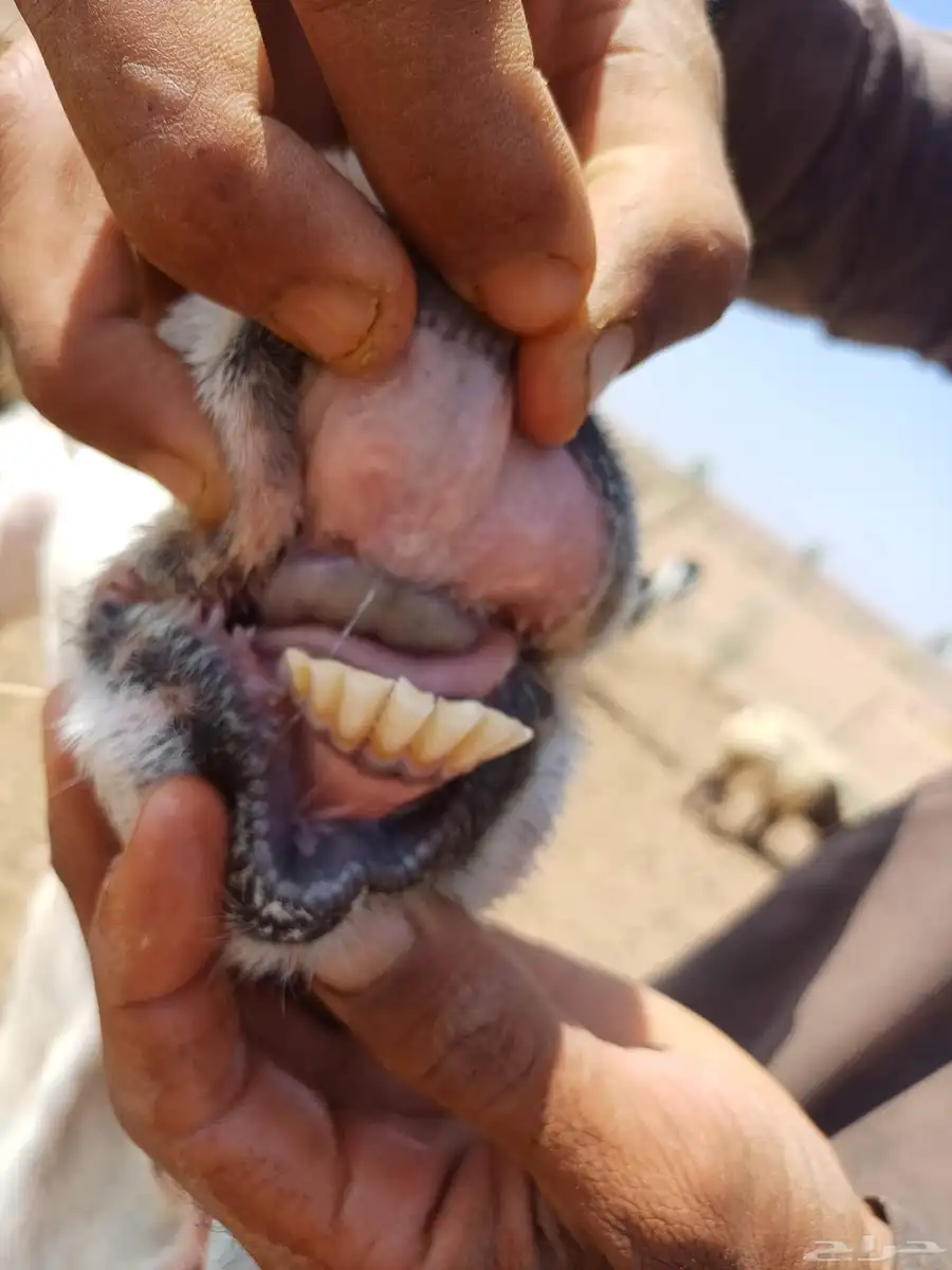 للبيع عنز مطور معه بنته 6