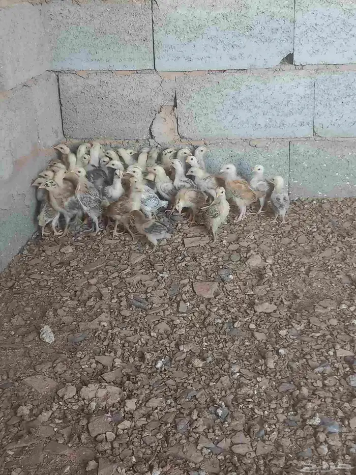 صوص بلدي 2