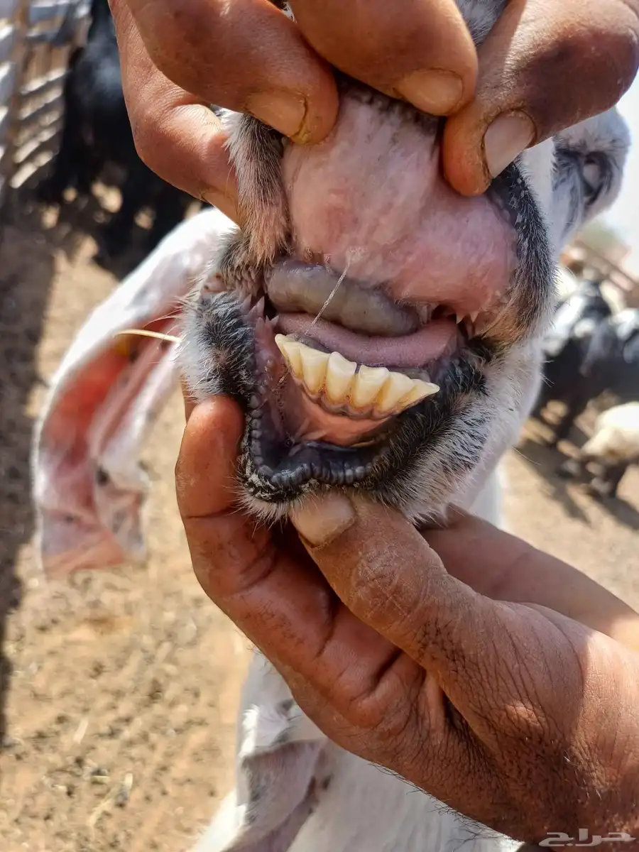 للبيع عنز مطور معه بنته 7