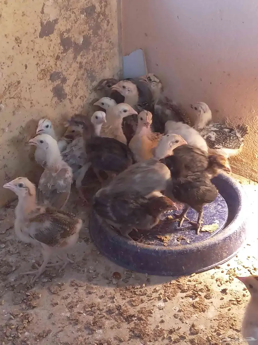 صوص بلدي 1