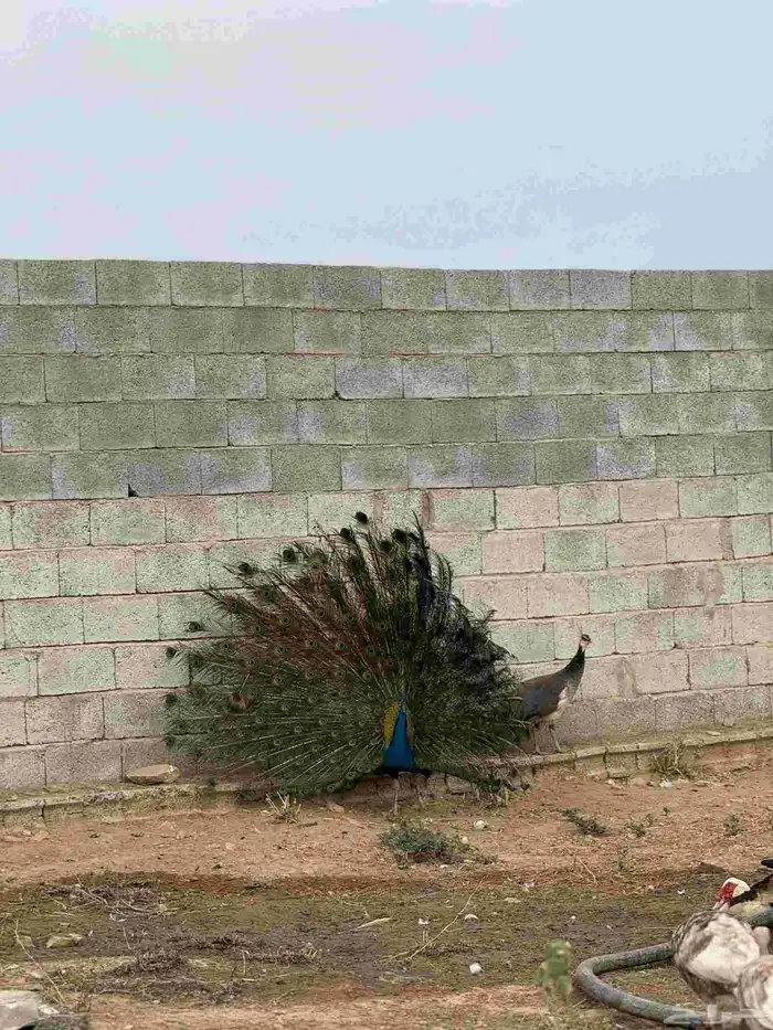 جوز طاووس منتج 1