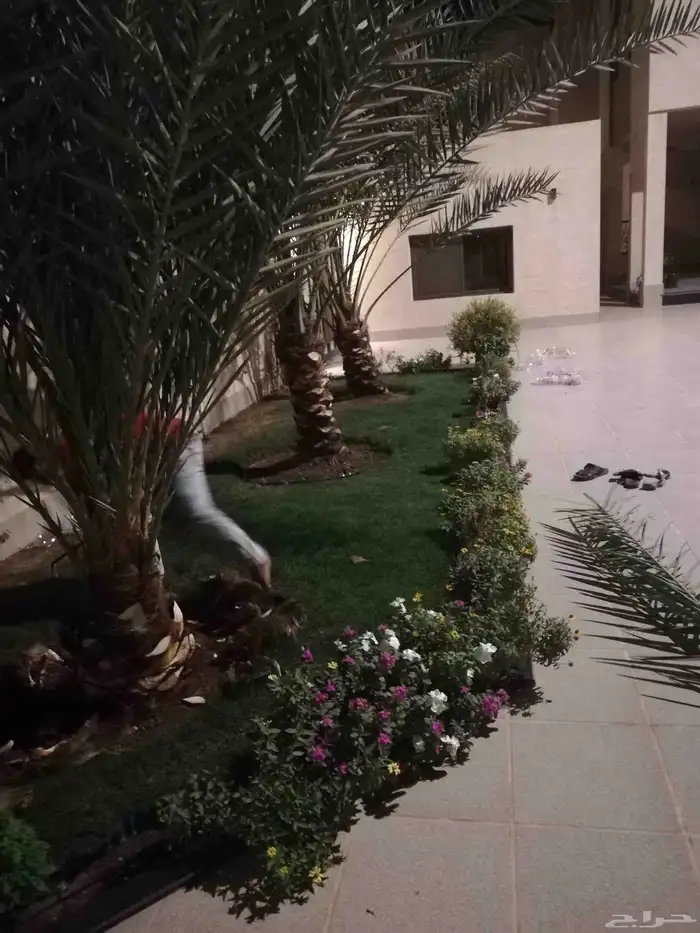 تنسيق حدائق قص اشجار تكريب وترتيب نخيل 6