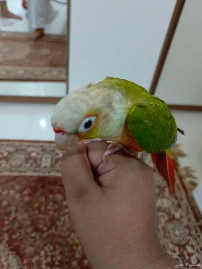 طير كنيور للبيع 0
