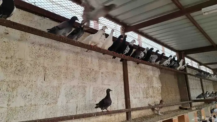 مكس مالطي ولاحم 2