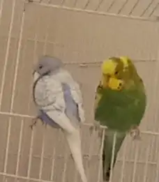 جوز حب البيع 1