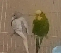 جوز حب البيع 0