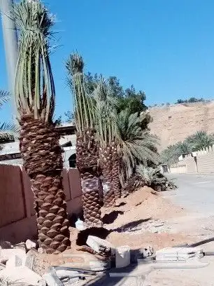 السلام عليكم يوجد لدينا جميع انواع النخل صقعي ومجدوله وهل 1