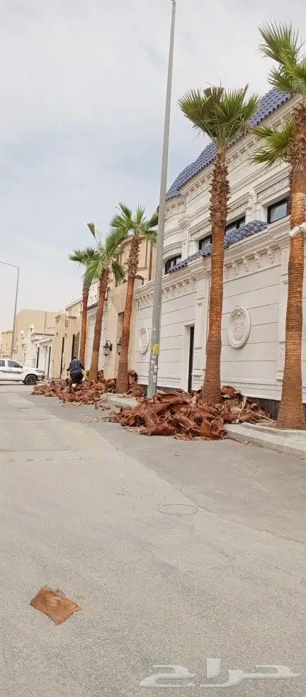 سلام عليكم. تكريب وتنظيف وشذاب نخل العربي ول واشنطونيا 3