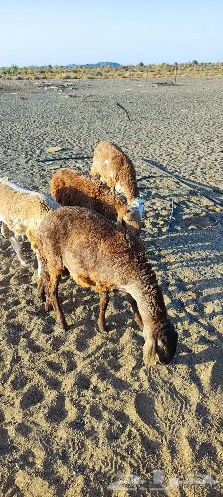 طليان سواكن 2