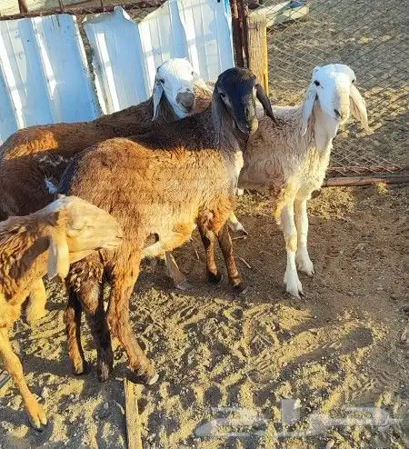 طليان سواكن 1