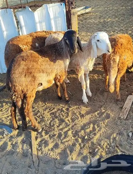 طليان سواكن 0