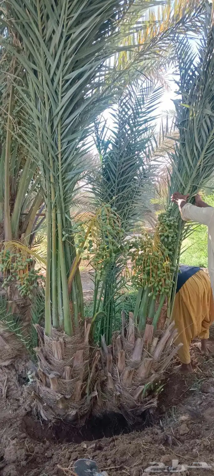 يوجد الدنيا جميع أنواع النخيل 3