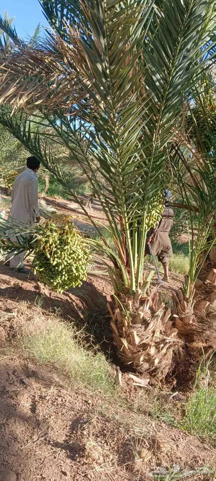 يوجد الدنيا جميع أنواع النخيل 0