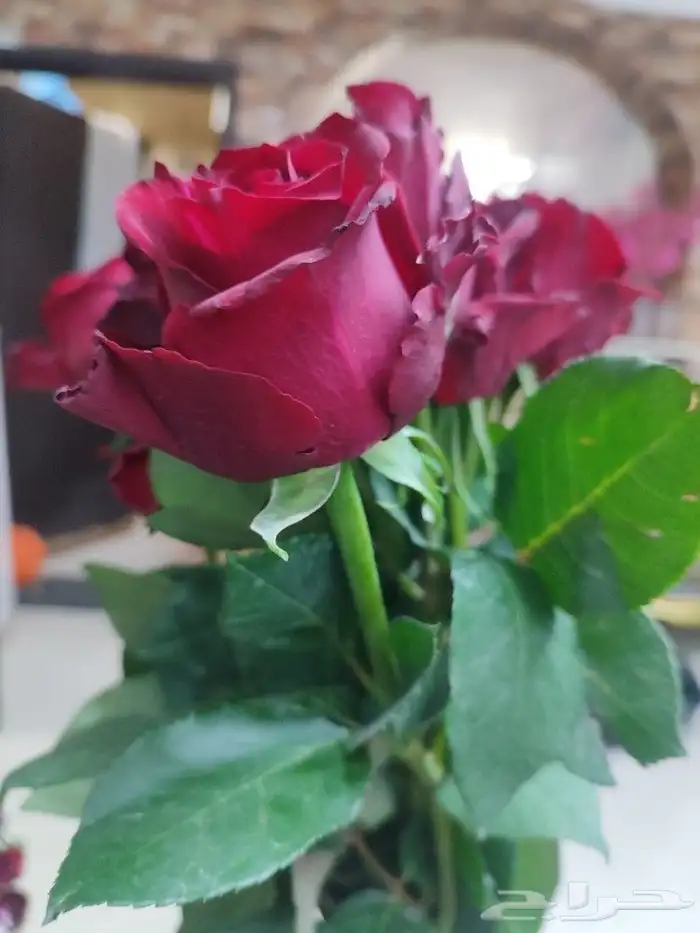 ورد طبيعي ورود رخيصة ورود طبيعية 11