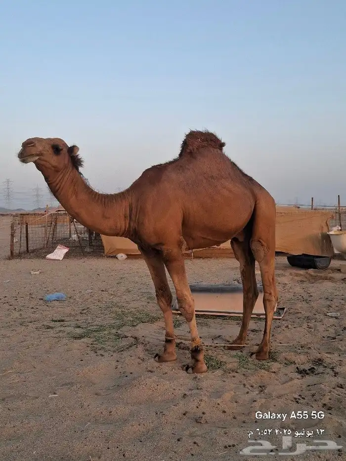 قعود ساحلي مشروع فحل بيهيج الموسم هادا 2