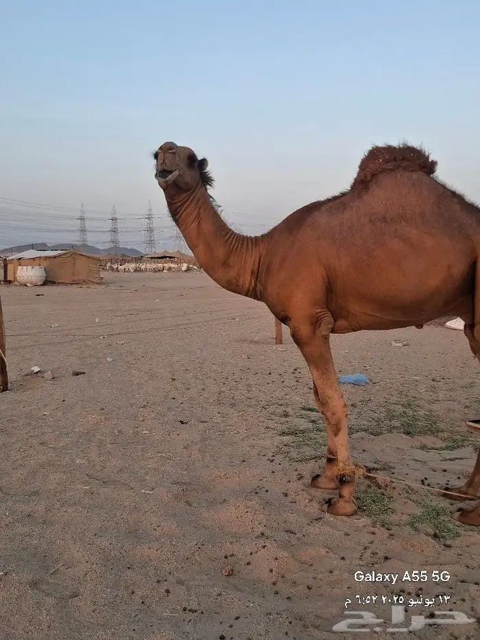 قعود ساحلي مشروع فحل بيهيج الموسم هادا 1