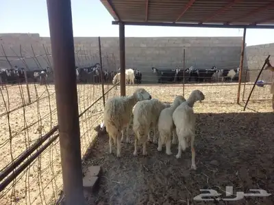 غنم حريه العدد 4 1