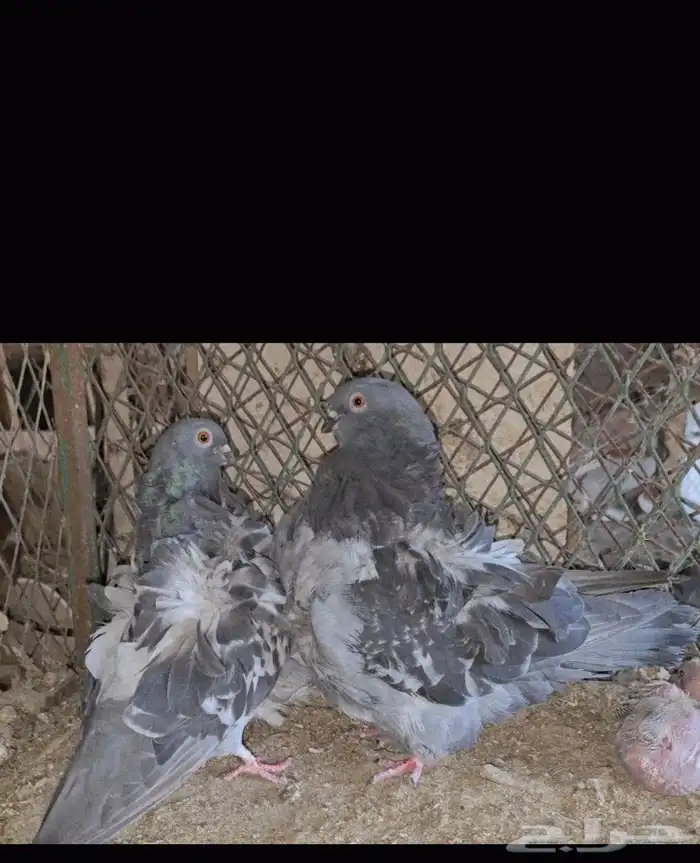 حمام كشكشي اوفر طرفين وطرف 3