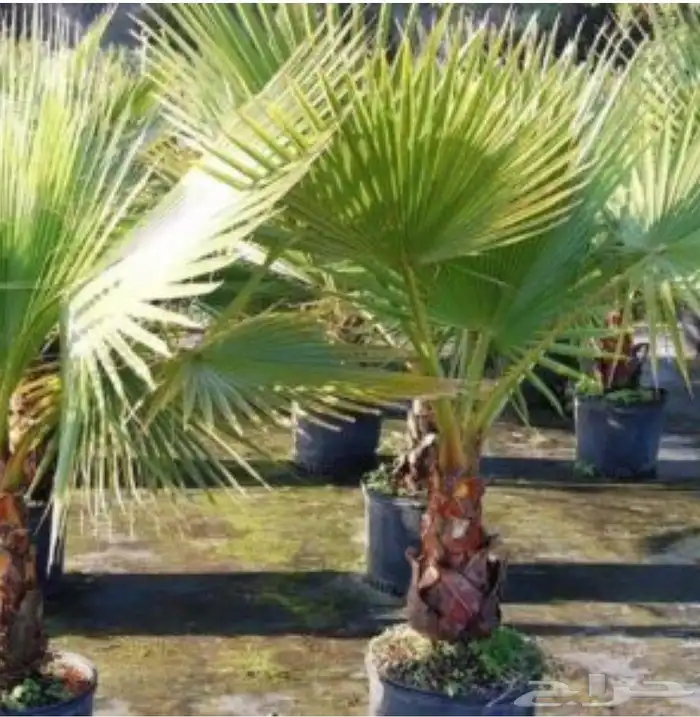 تنسيق حدائق قص اشجار تكريب وترتيب نخيل 0