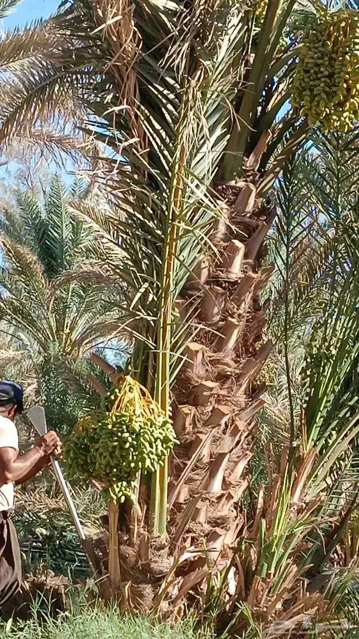 يوجد الدنيا جميع أنواع النخيل 4