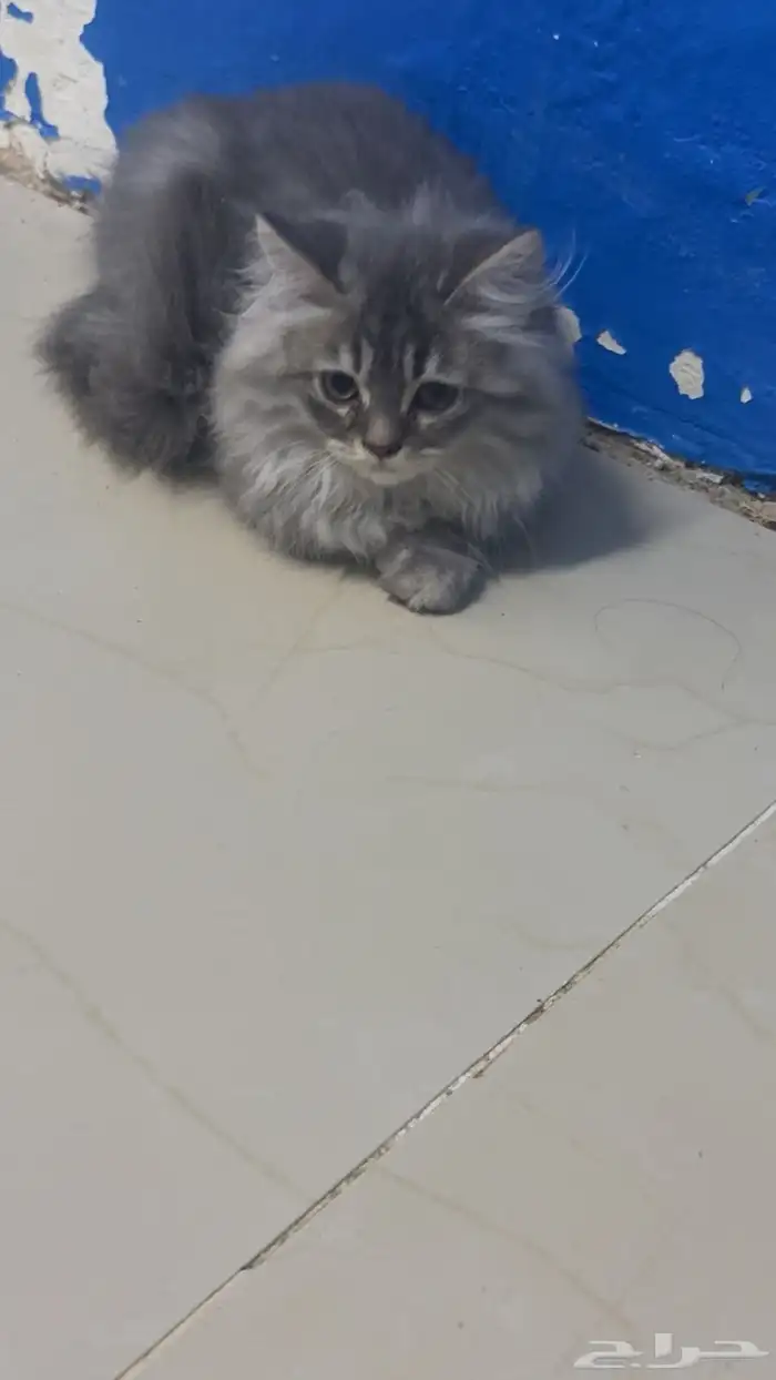 قطط للتبني 1