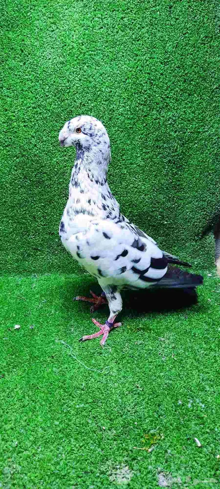 للبيع ذكر هومر تايقر 7