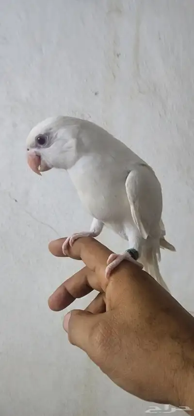 فرخ دره البينو( تم البيع ) 2