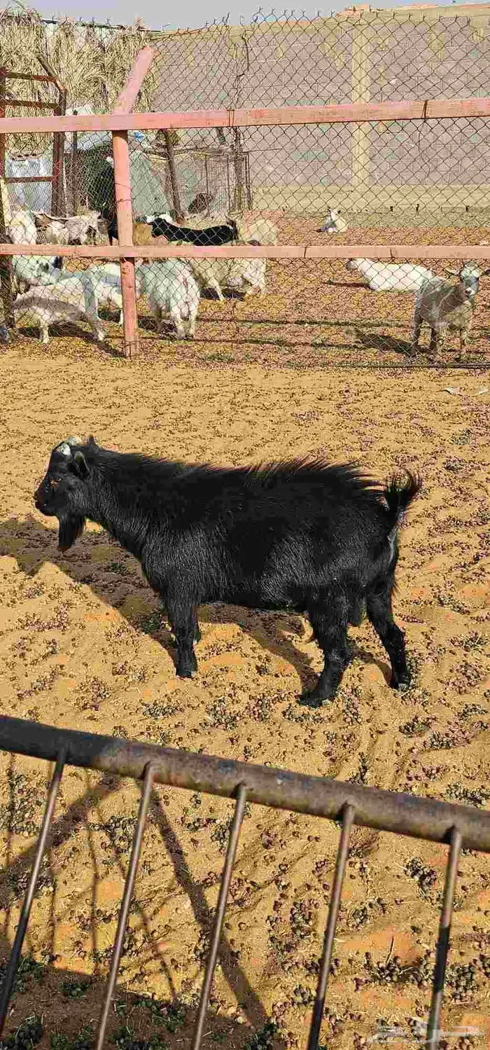 تيس فحل ماعز قزمي اسود صك لامع ومستوا بطل 3