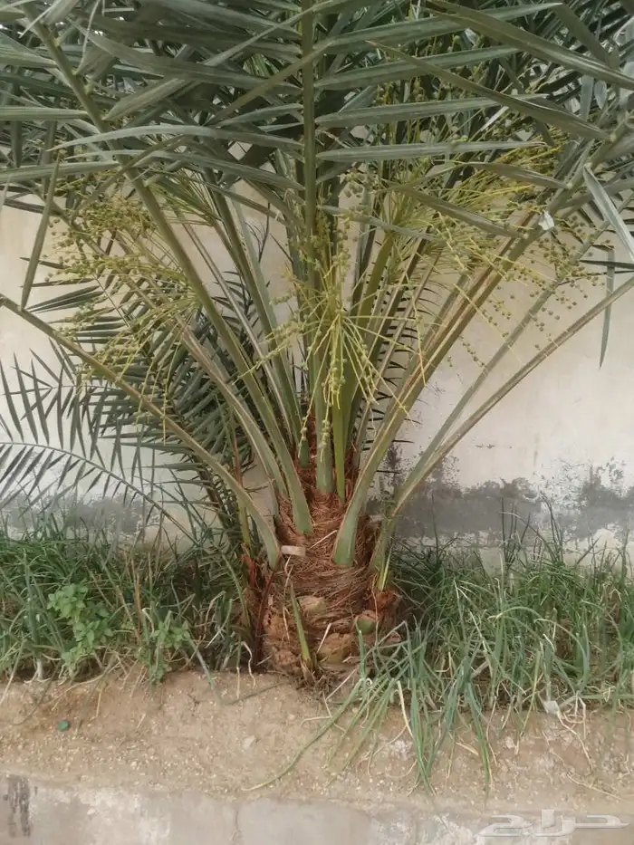 لوحة مميزة 3