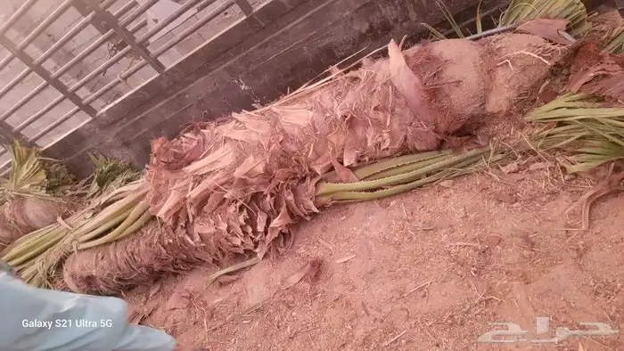 نخل وشنطتي 4