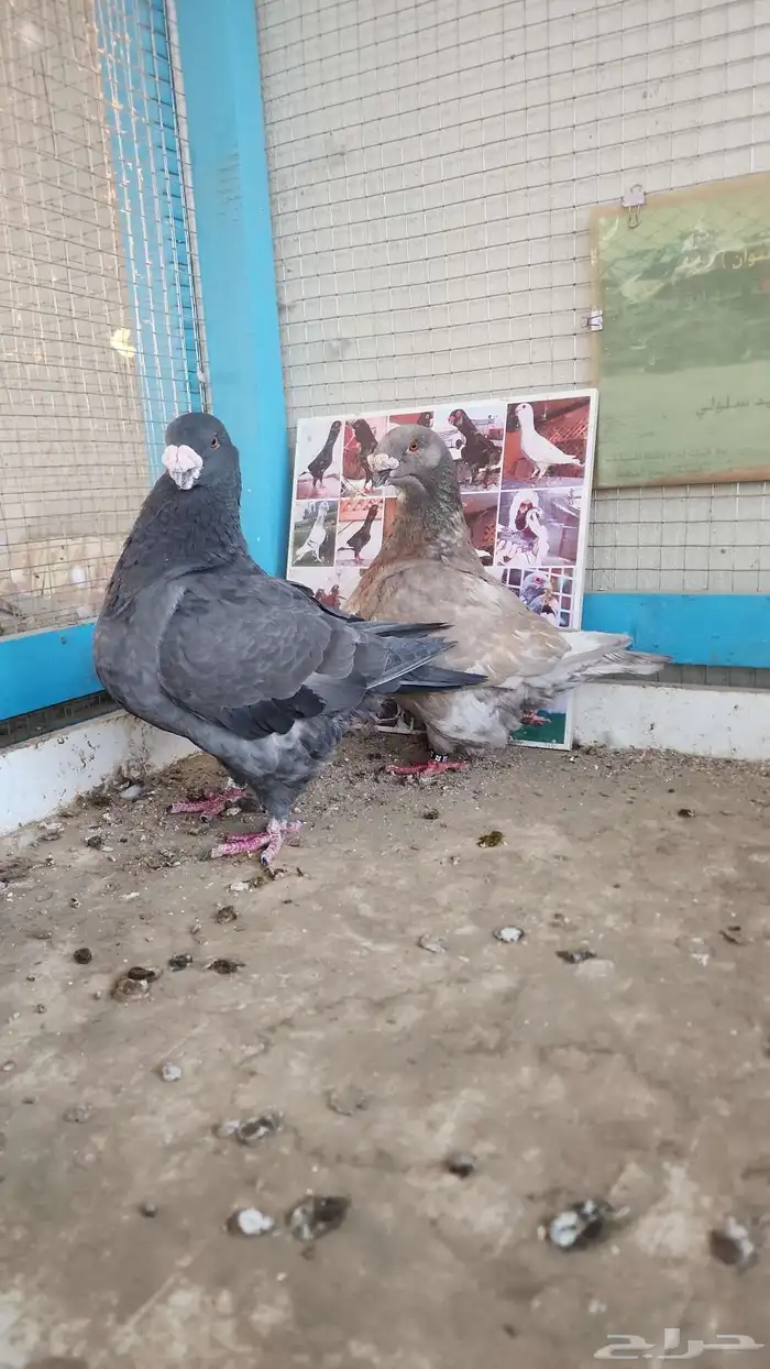جوز جاينت هومر خوارج 1