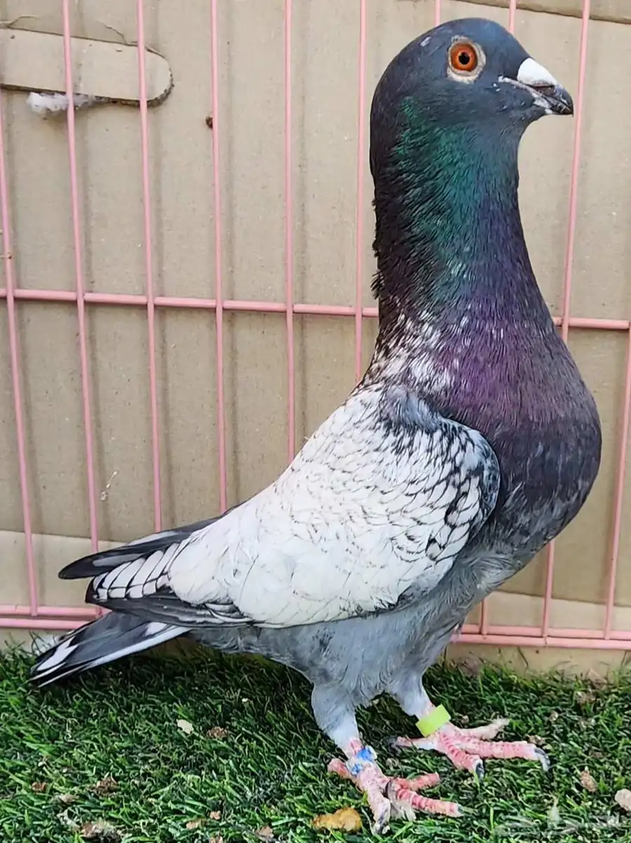 جوز زاجل 5