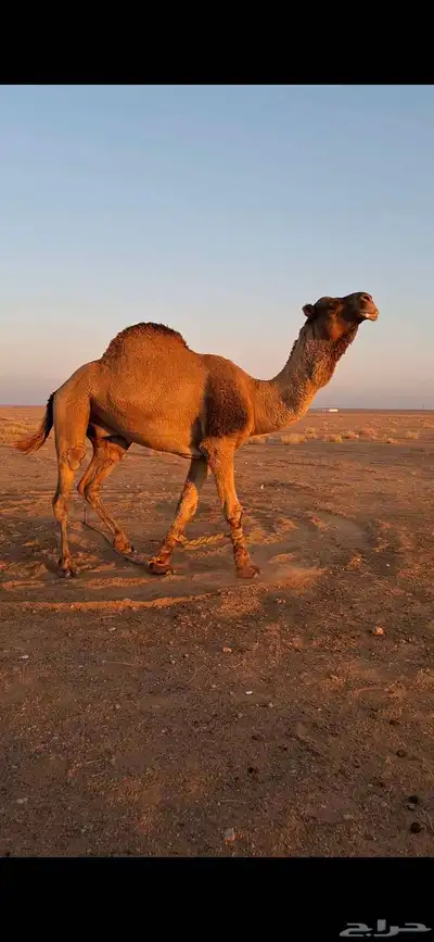 طريف الحدود_الشماليه 0