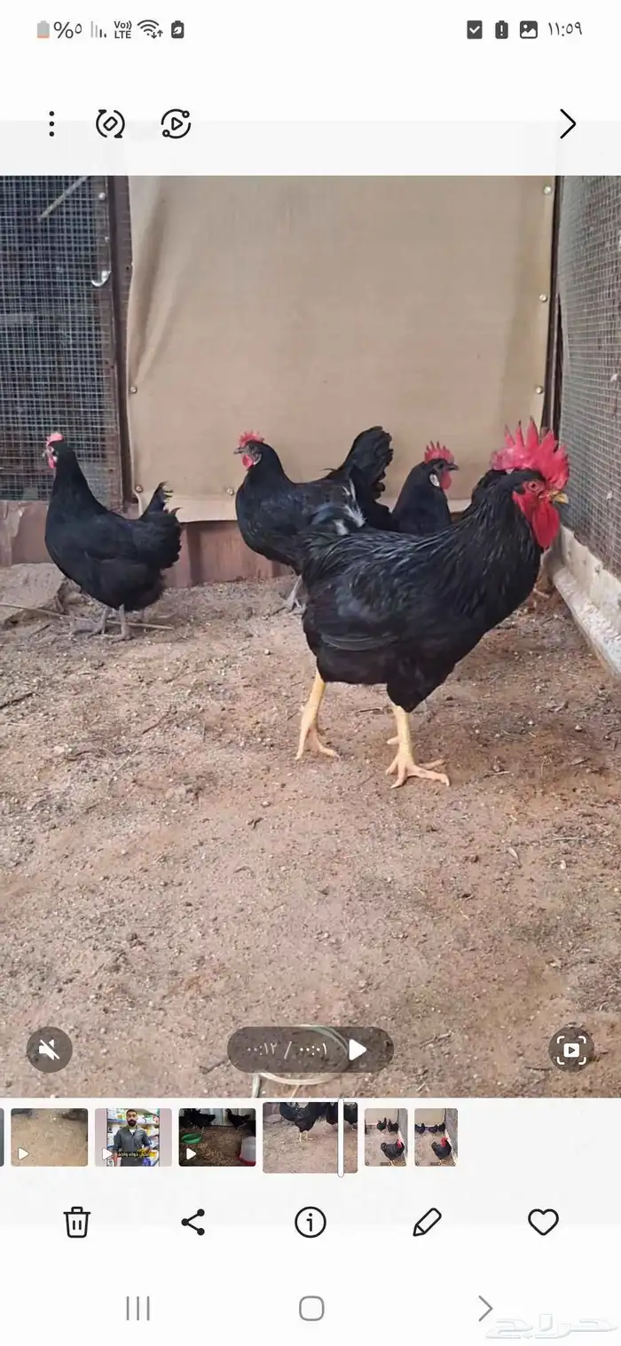 دجاج تركي أسود صك 0