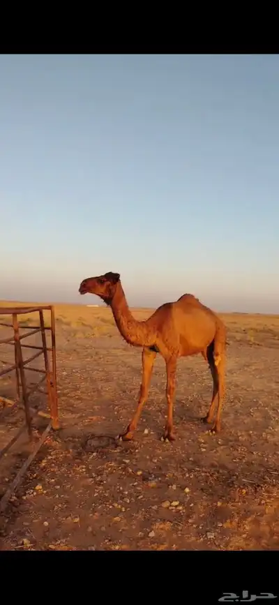 طريف الحدود_الشماليه 3