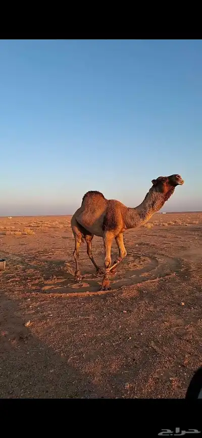 طريف الحدود_الشماليه 1
