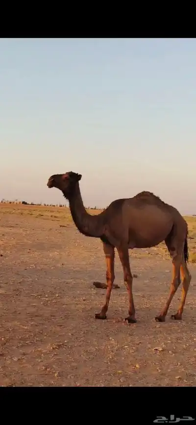 طريف الحدود_الشماليه 4