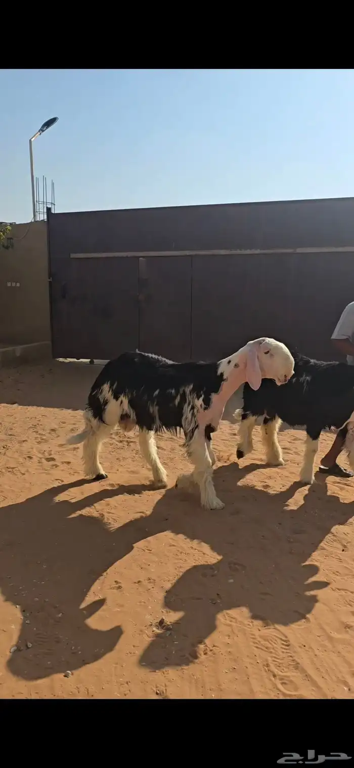 مشروع فحل نجدي معرف من الجهتين 0