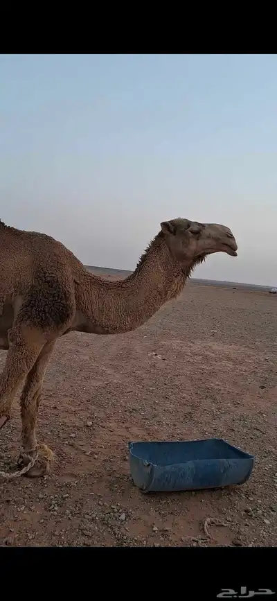 طريف الحدود_الشماليه 2