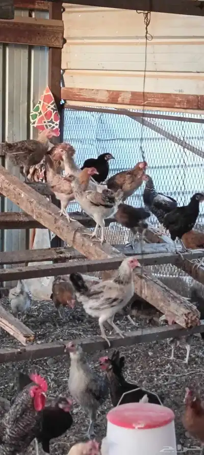 دجاج مشكل البيع 4