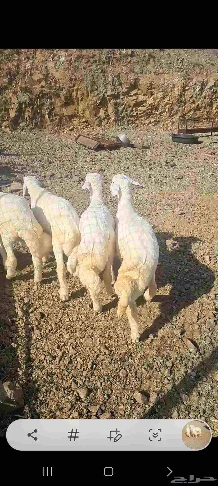 4 خرفان نظاف وسمان 1