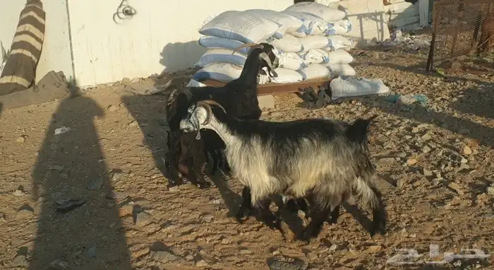 معزا مراح طيبات ولد 3 معها 6 تيوس 4